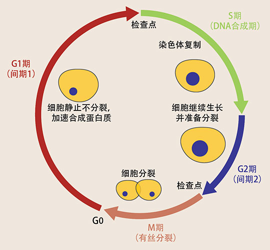 细胞周期 细胞周期