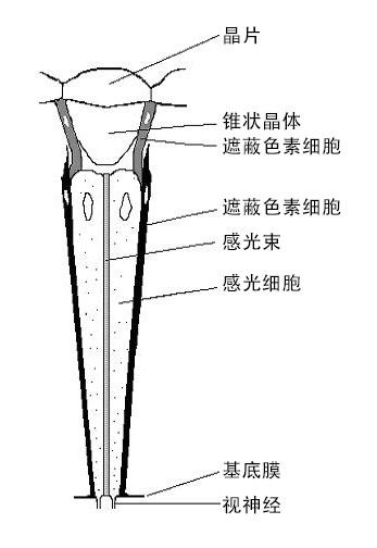 三叶虫的复眼 三叶虫的复眼