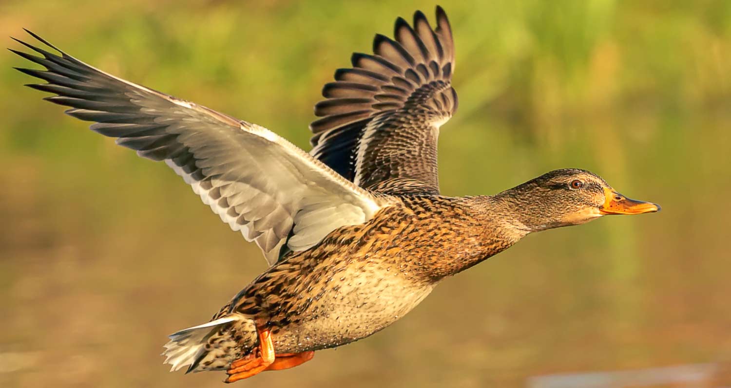 waterfowl