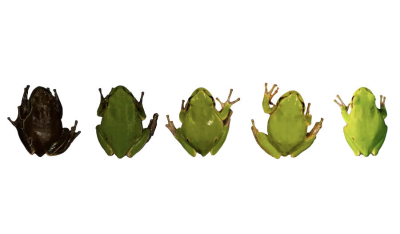 核辐射黑化的树蛙