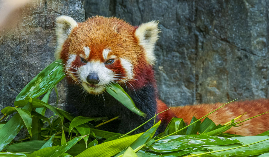 小熊猫 创造》杂志- 以创造论为基础来保护小熊猫