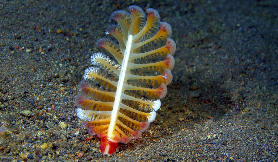 2000年 海生生物化石 DSXZQO4643721028032024000000-1